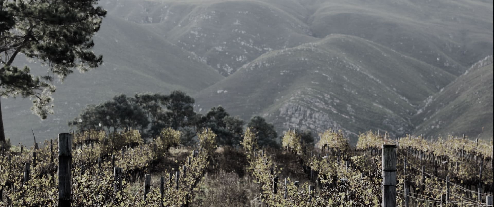 stadia-header-banner